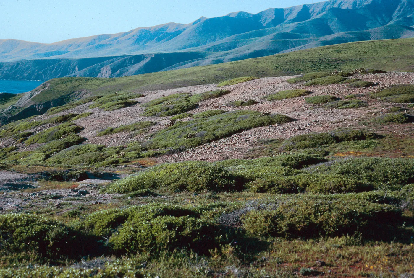 prostrate Quercus, looking North, ridge North of Sauces Canyon, Santa Cruz Island