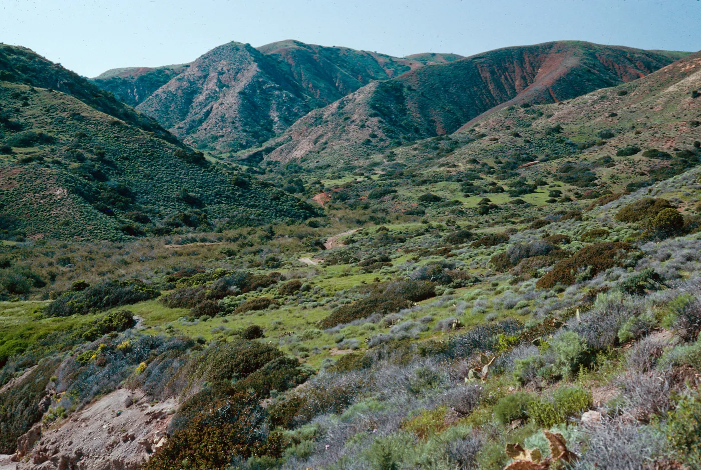 Coastal Sage Scrub, Coches Prietos, Santa Cruz Island