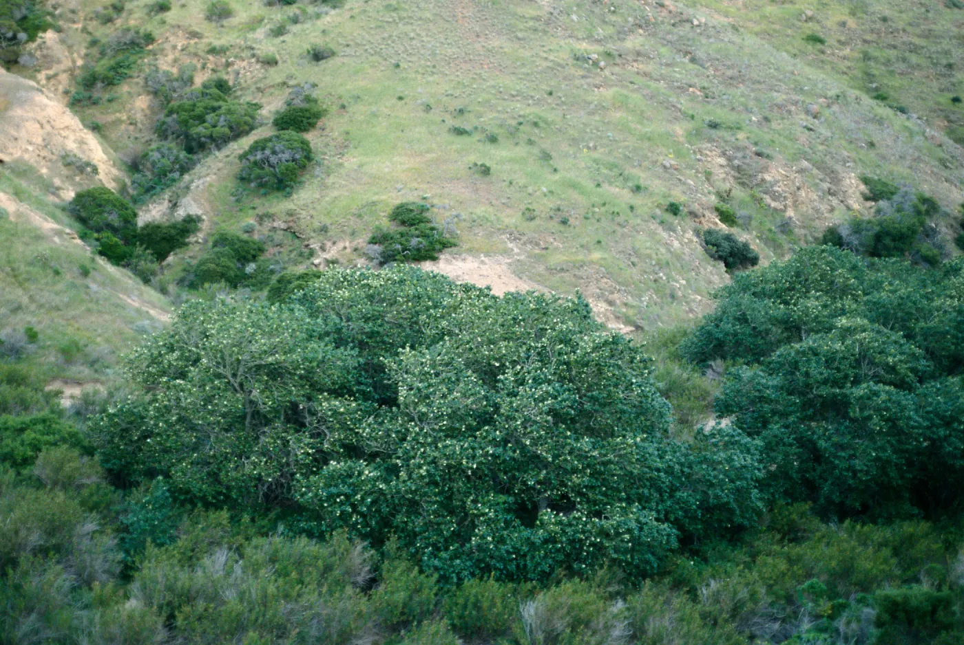 Populus trichocarpa, Alamos Canyon, Santa Cruz Island