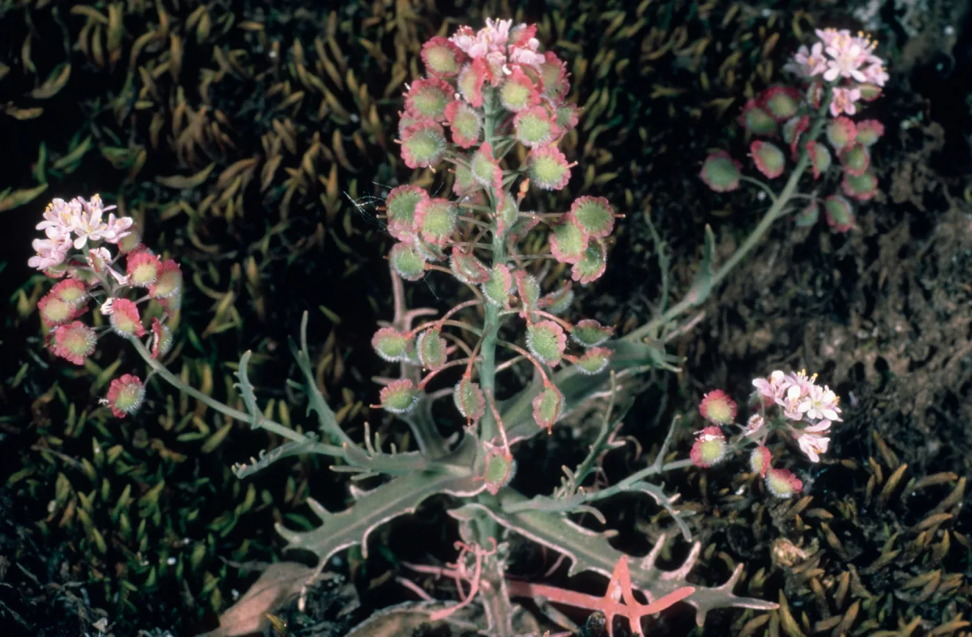 Thysanocarpus conchulifolius, Santa Cruz Island