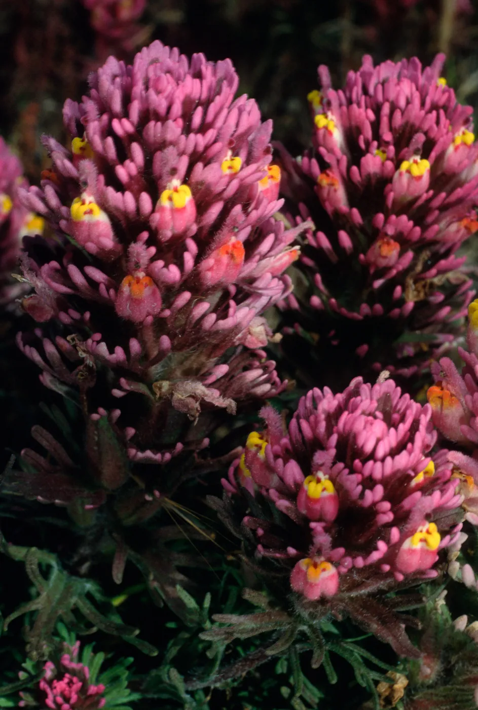 Orthocarpus purpurascens, SC-3579, near Point Flats, Santa Cruz Island