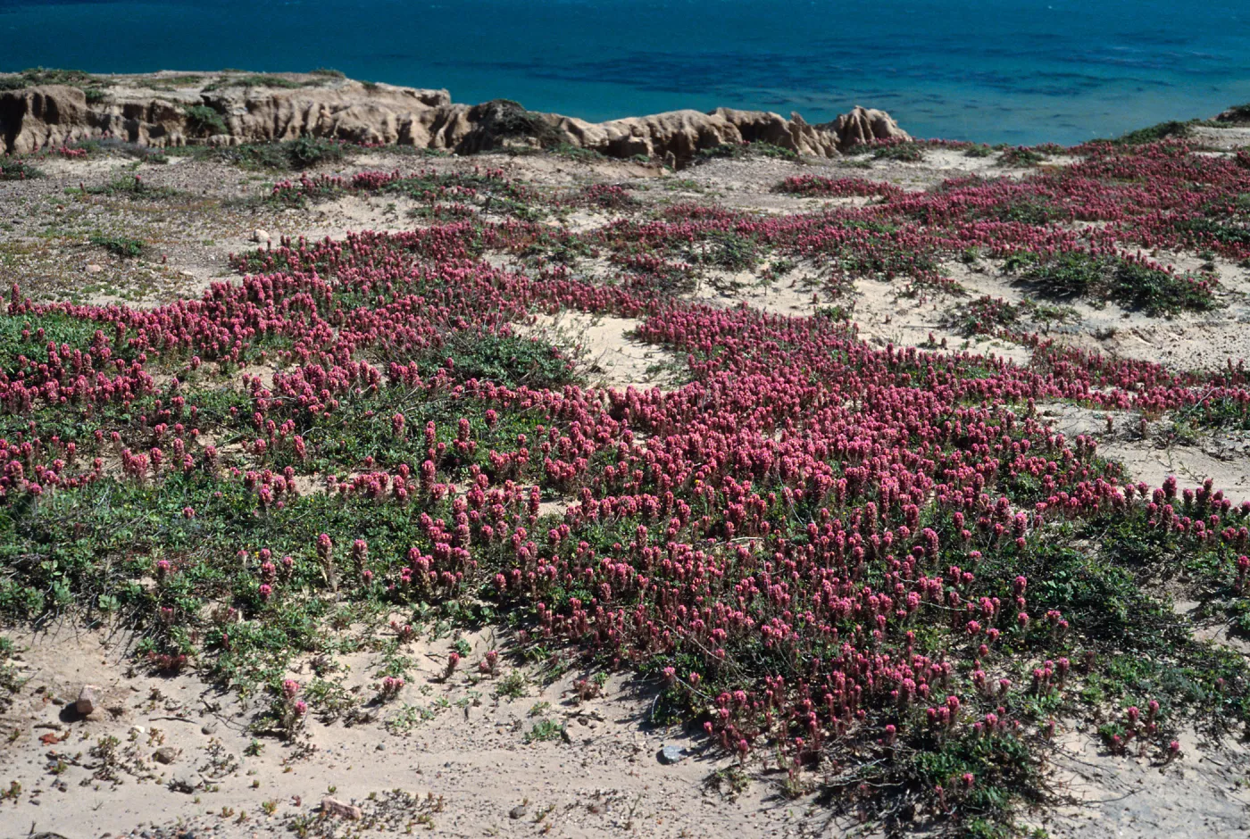 Orthocarpus purpurascens, near Point Flats, Santa Cruz Island