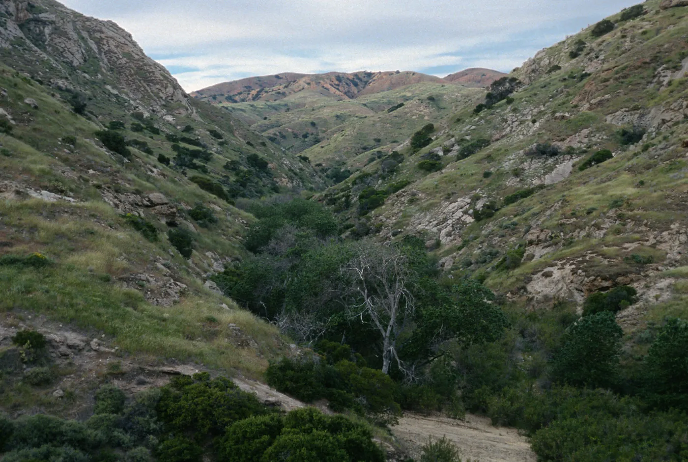 Populus trichocarpa, Alamos Canyon, Santa Cruz Island