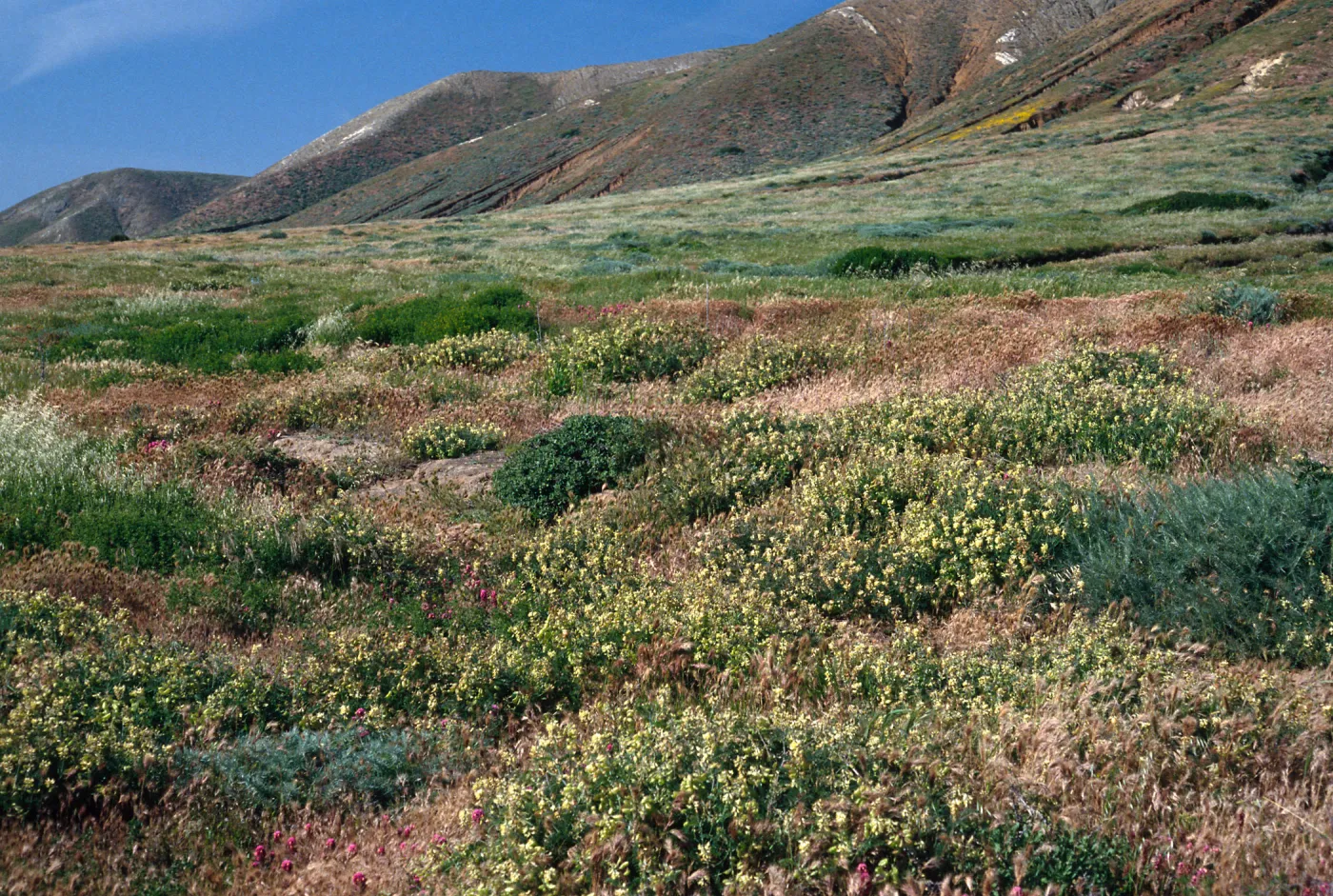 Astragalus trichopodus, near Point Flats, Santa Cruz Island