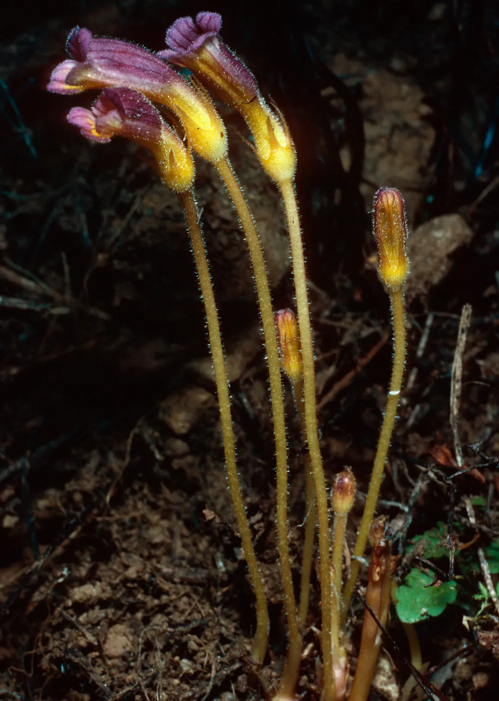 Orobanche uniflora, Santa Cruz Island