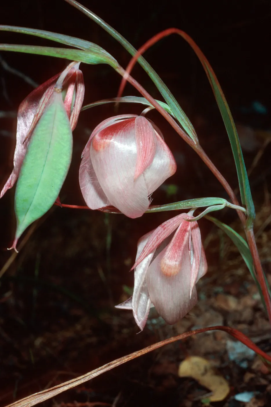 Calochortus albus, upper Islay Canyon, Santa Cruz Island