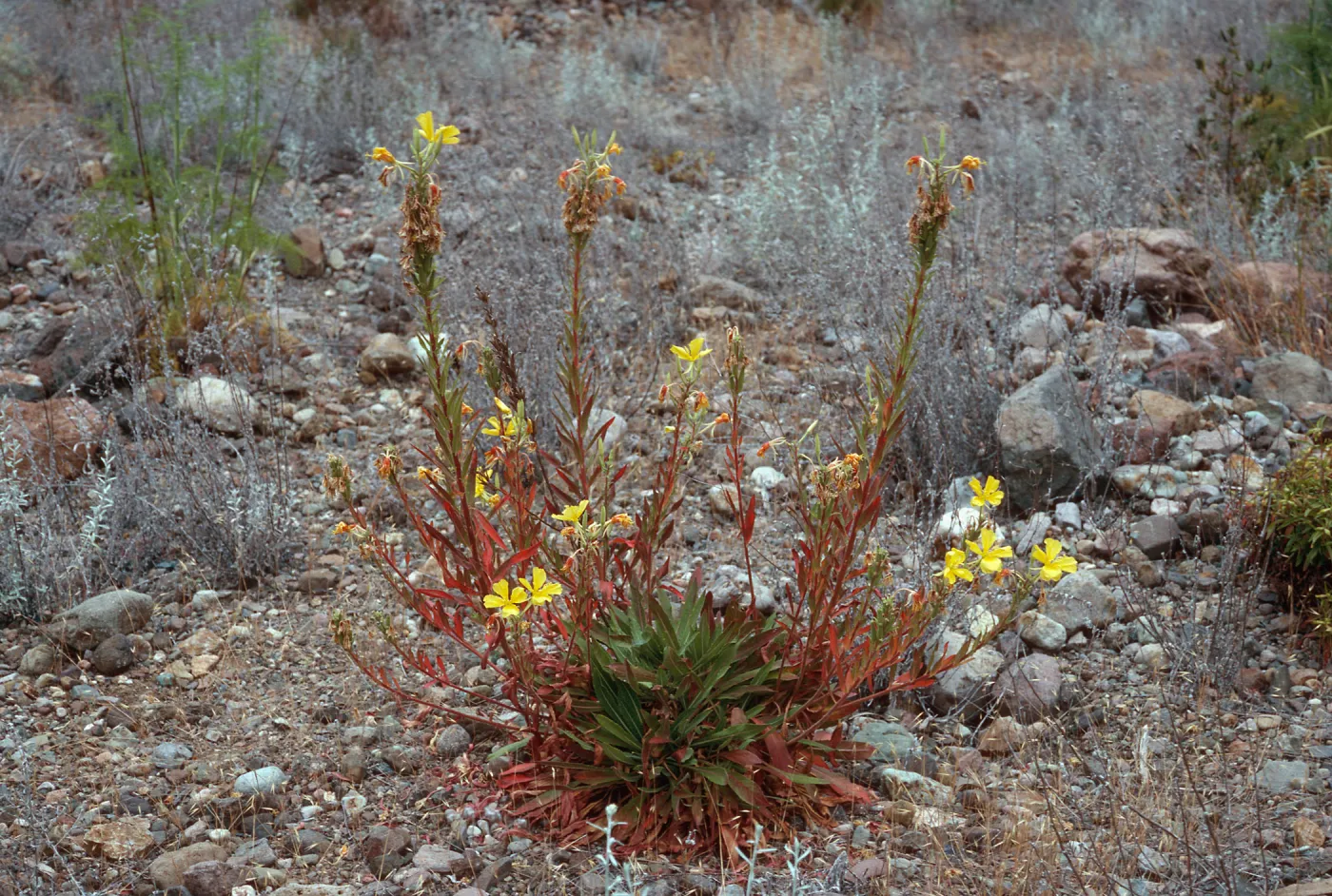 Oenothera hookeri, Cañada Del Puerte, Santa Cruz Island