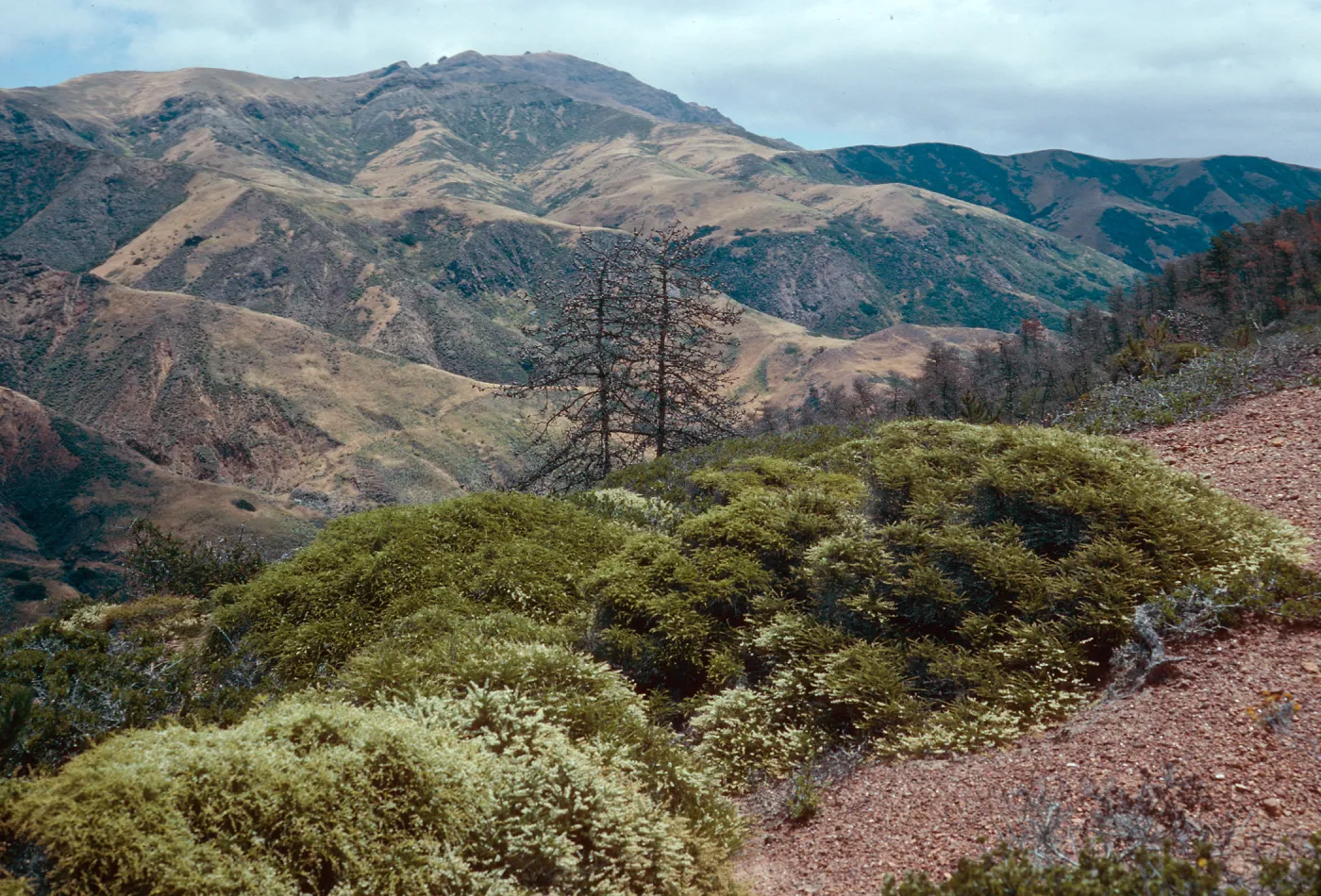 Adenostoma, Christy Pines, South Ridge Road, Santa Cruz Island