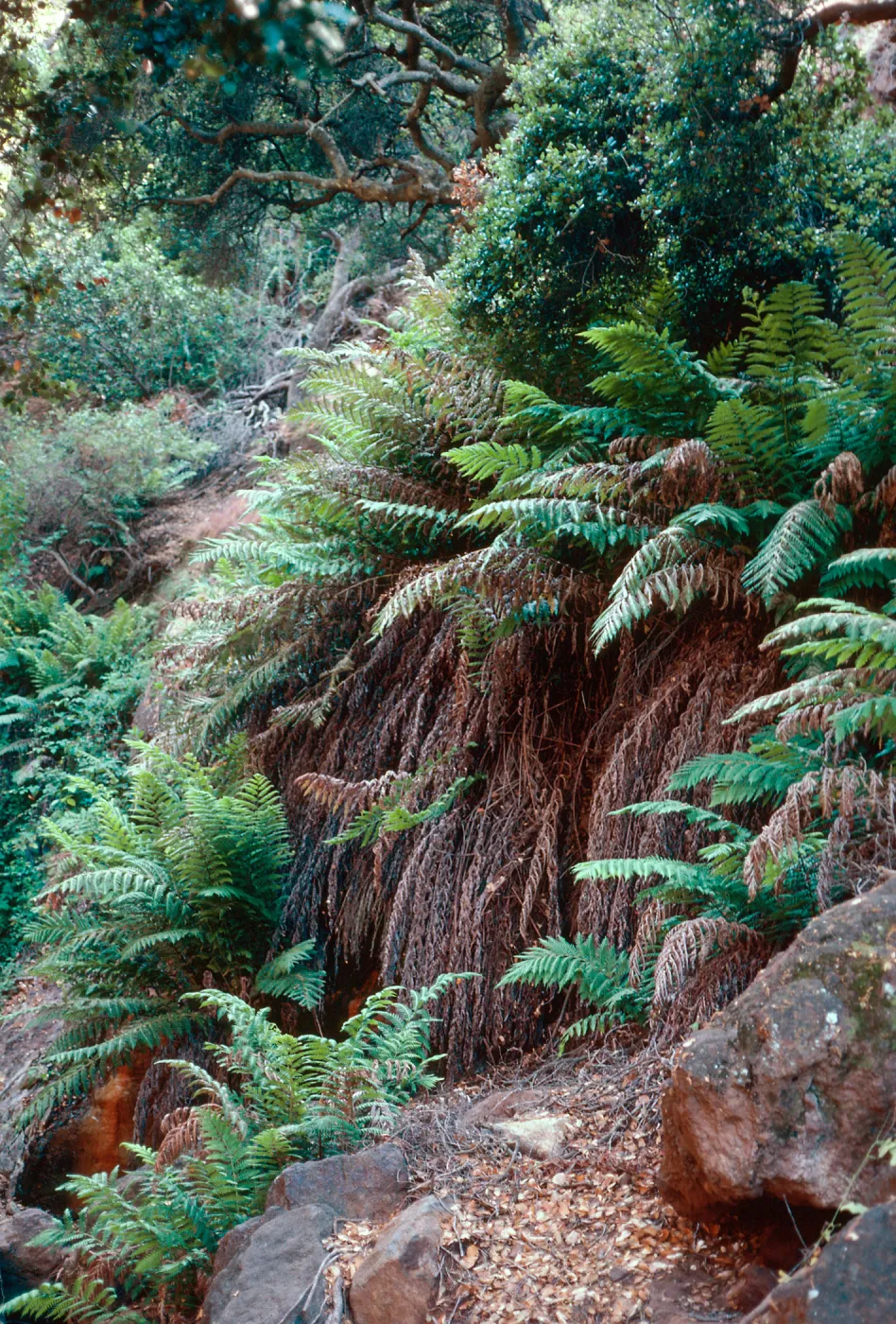 Woodwardia, canyon, South of Cueva Valdez, Santa Cruz Island