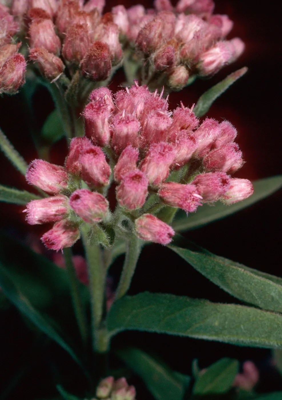 Pluchea odorata, lower Laguna Canyon, Santa Cruz Island