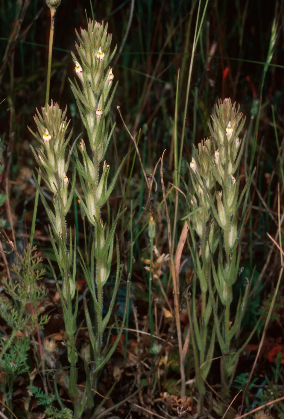 Orthocarpus attenuatus, rock slide, East of Pelican Bay, Santa Cruz Island