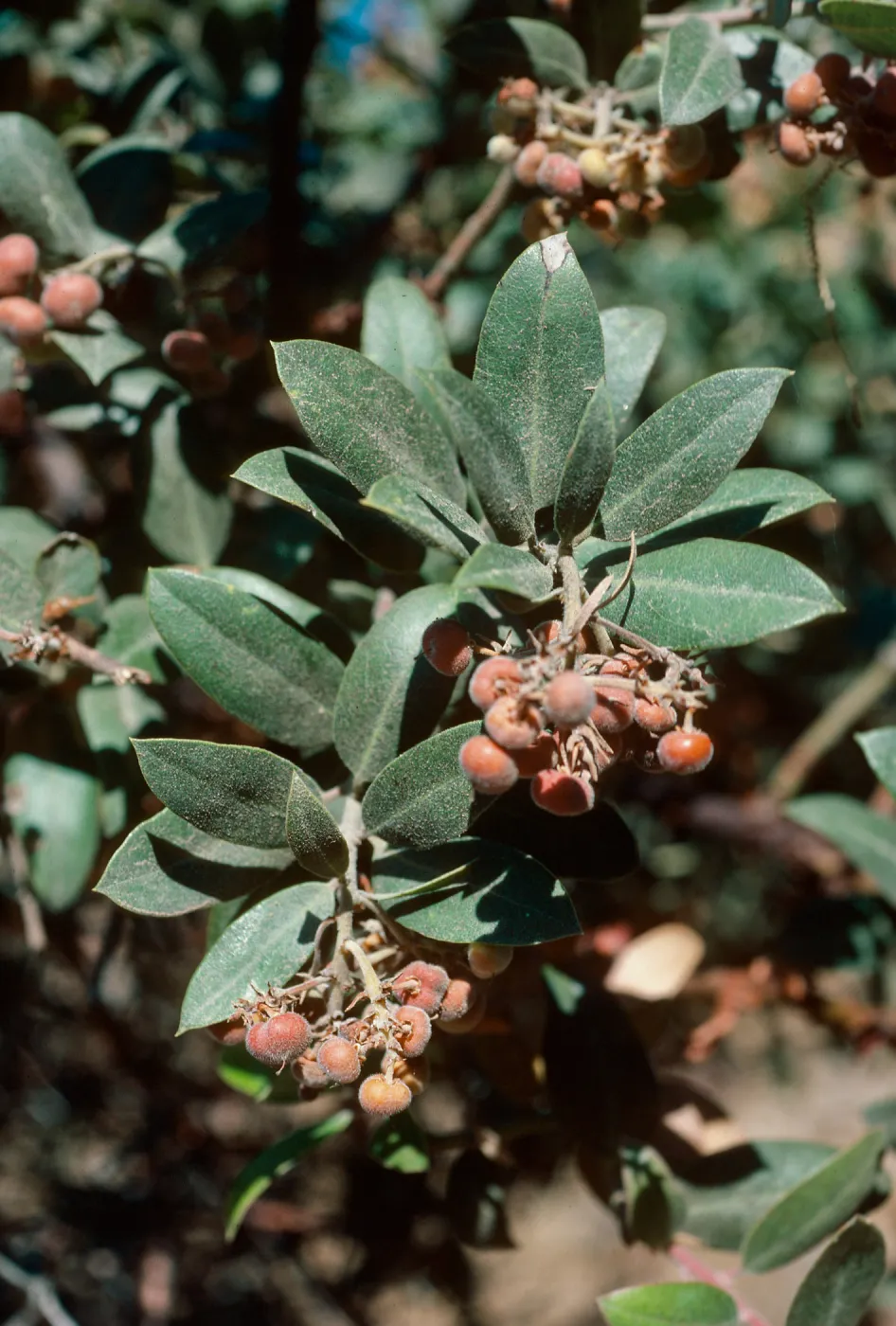 Arctostaphylos tomentosa insulicola, Pelican Bay, Santa Cruz Island