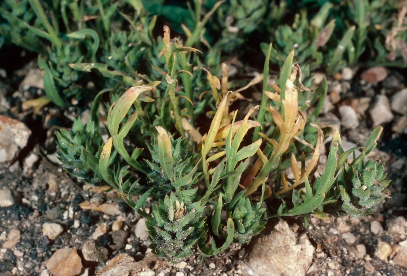 Lepidium latipes, Navy Road, just East of road from airport, Santa Cruz Island