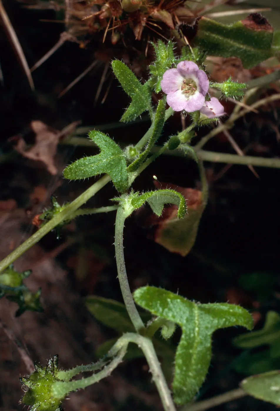 Pholistoma racemosum, SC-411, mouth of Olsen’s Cave, Santa Cruz Island