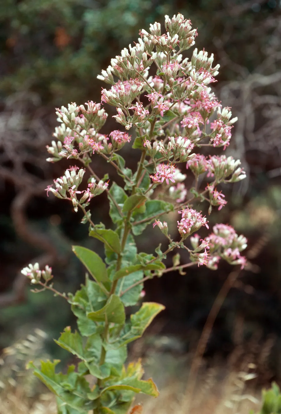 Acourtia, Santa Cruz Island