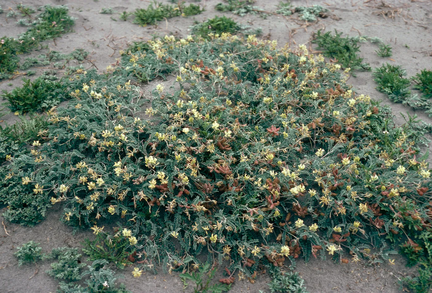 Astragalus miguelensis, cove, North of Forneys, Santa Cruz Island