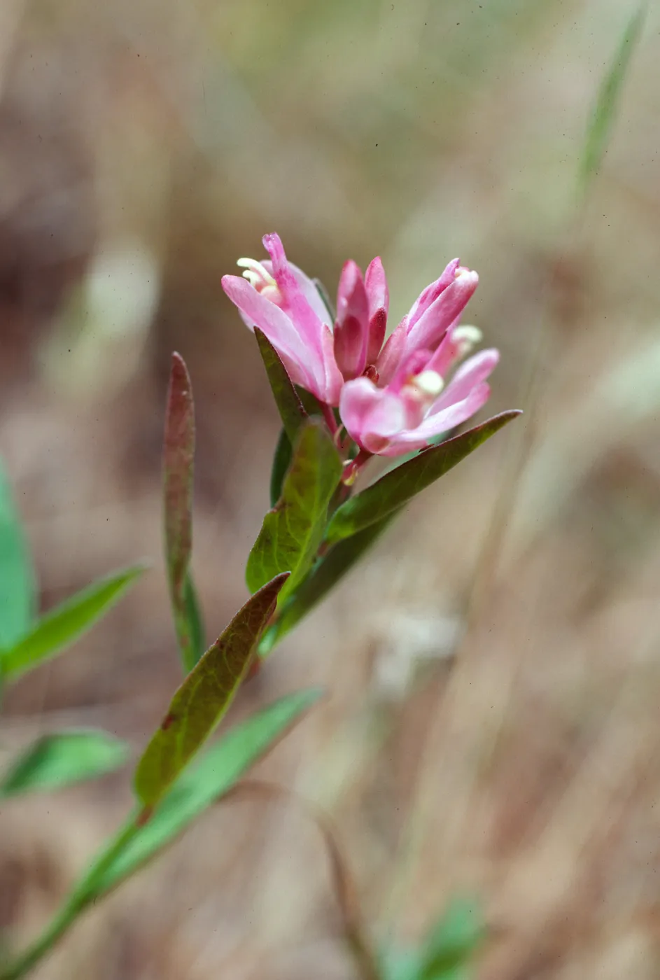 Polygala californica, Christy Pines, Santa Cruz Island