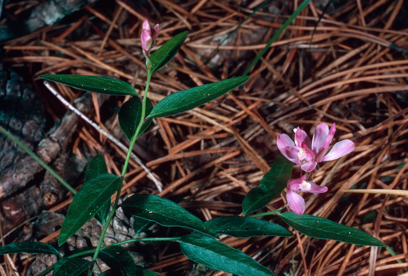Polygala californica, Christy Pines, Santa Cruz Island