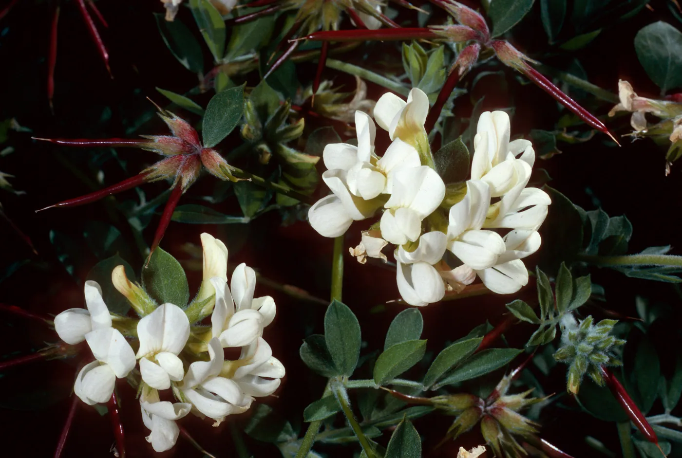 Lotus grandiflorus, Laguna Canyon, Santa Cruz Island