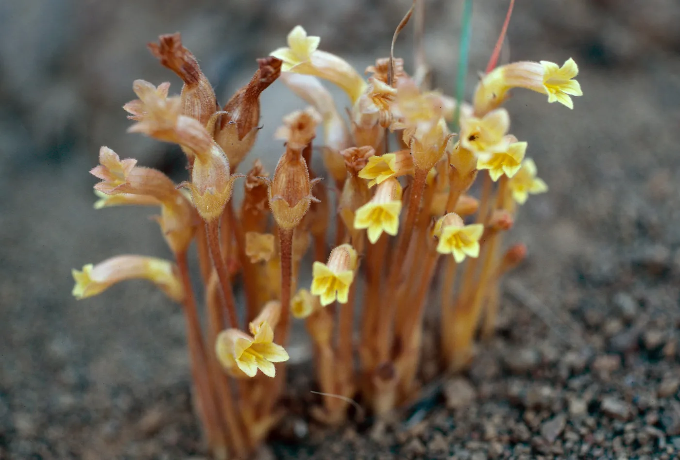 Orobanche fasciculata, Portezuela grade, Santa Cruz Island
