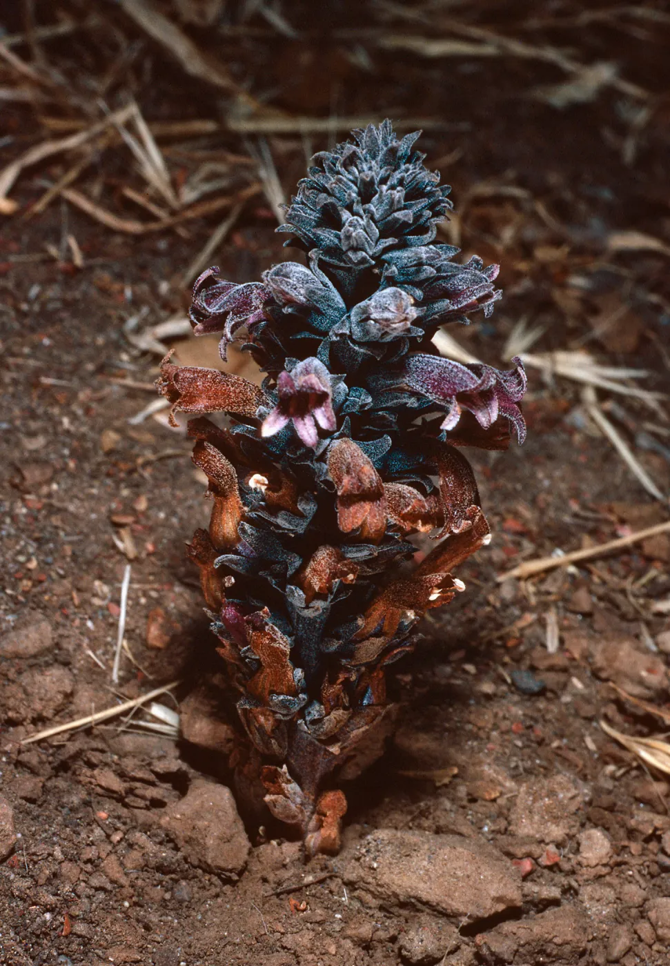Orobanche bulbosa, collected in Christy Pines, Santa Cruz Island