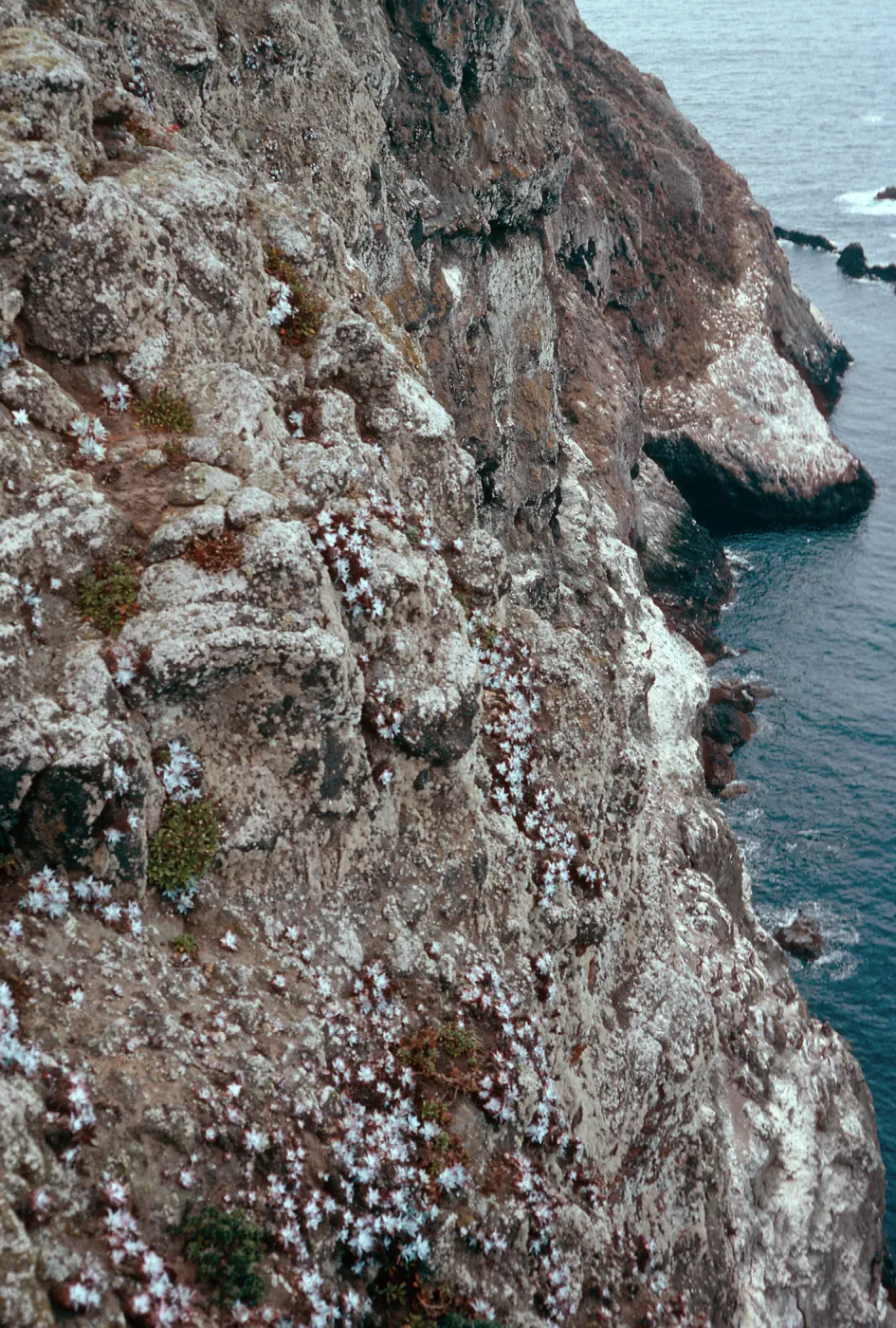 Dudleya greenei, slopes, East of West Point, Santa Cruz Island