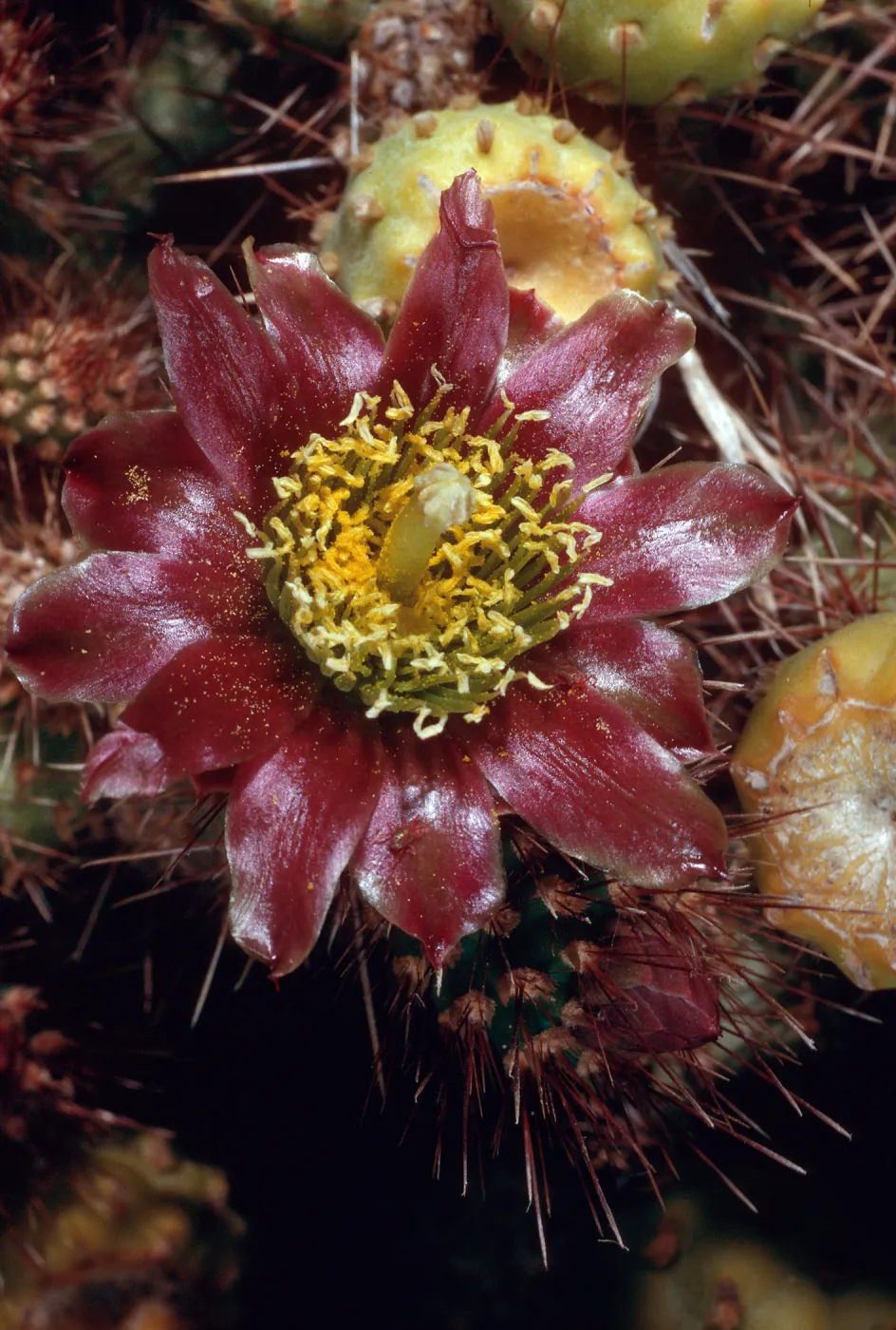 Opuntia prolifera, Laguna Beach, Santa Cruz Island