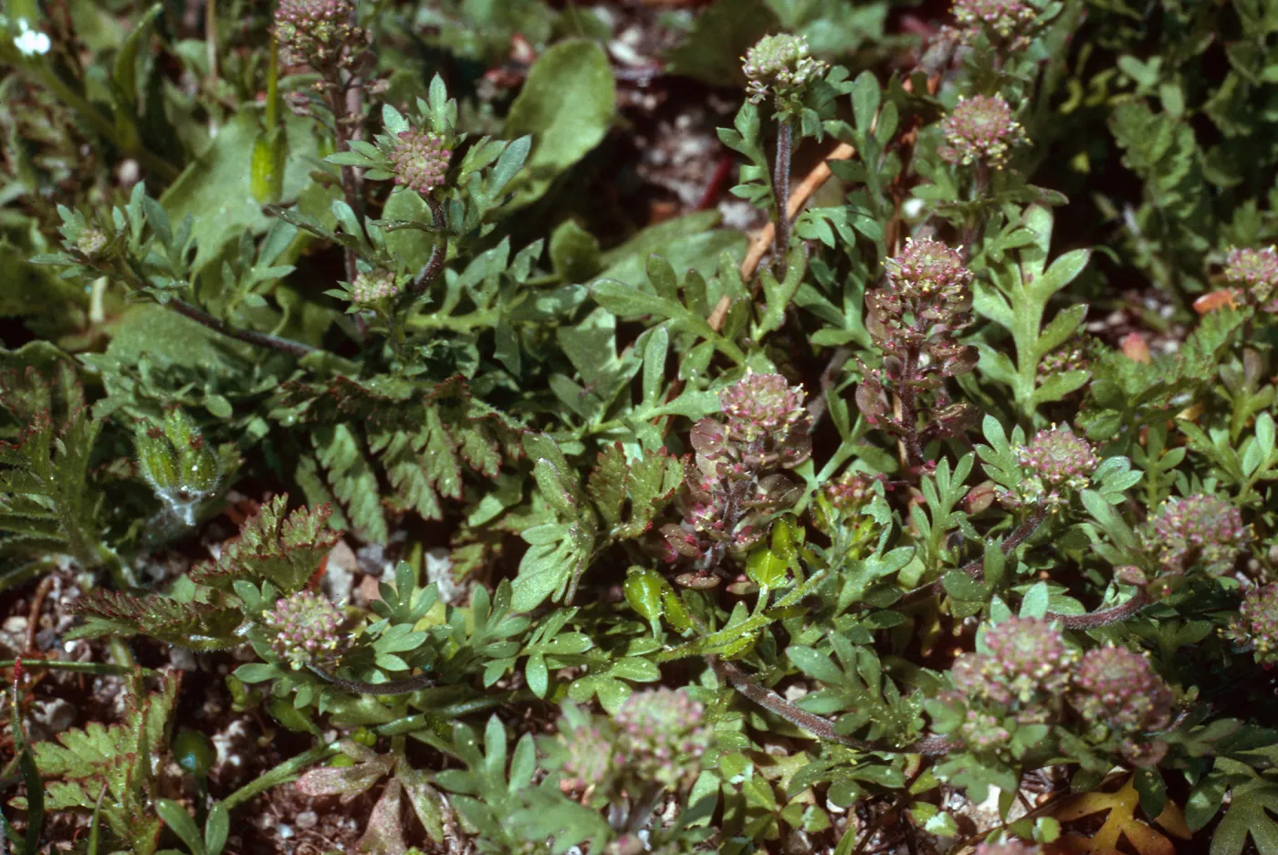 Lepidium oblongum, SC-2158, Santa Cruz Island