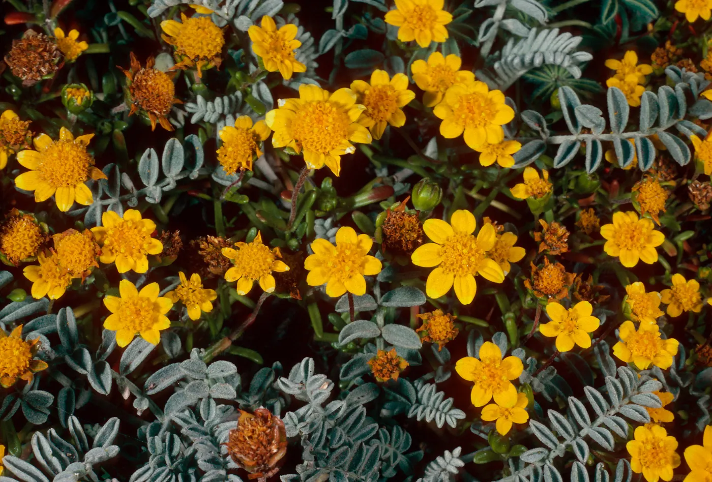 Lasthenia californica, Astragalus miguelensis, cove, North of Forneys, Santa Cruz Island
