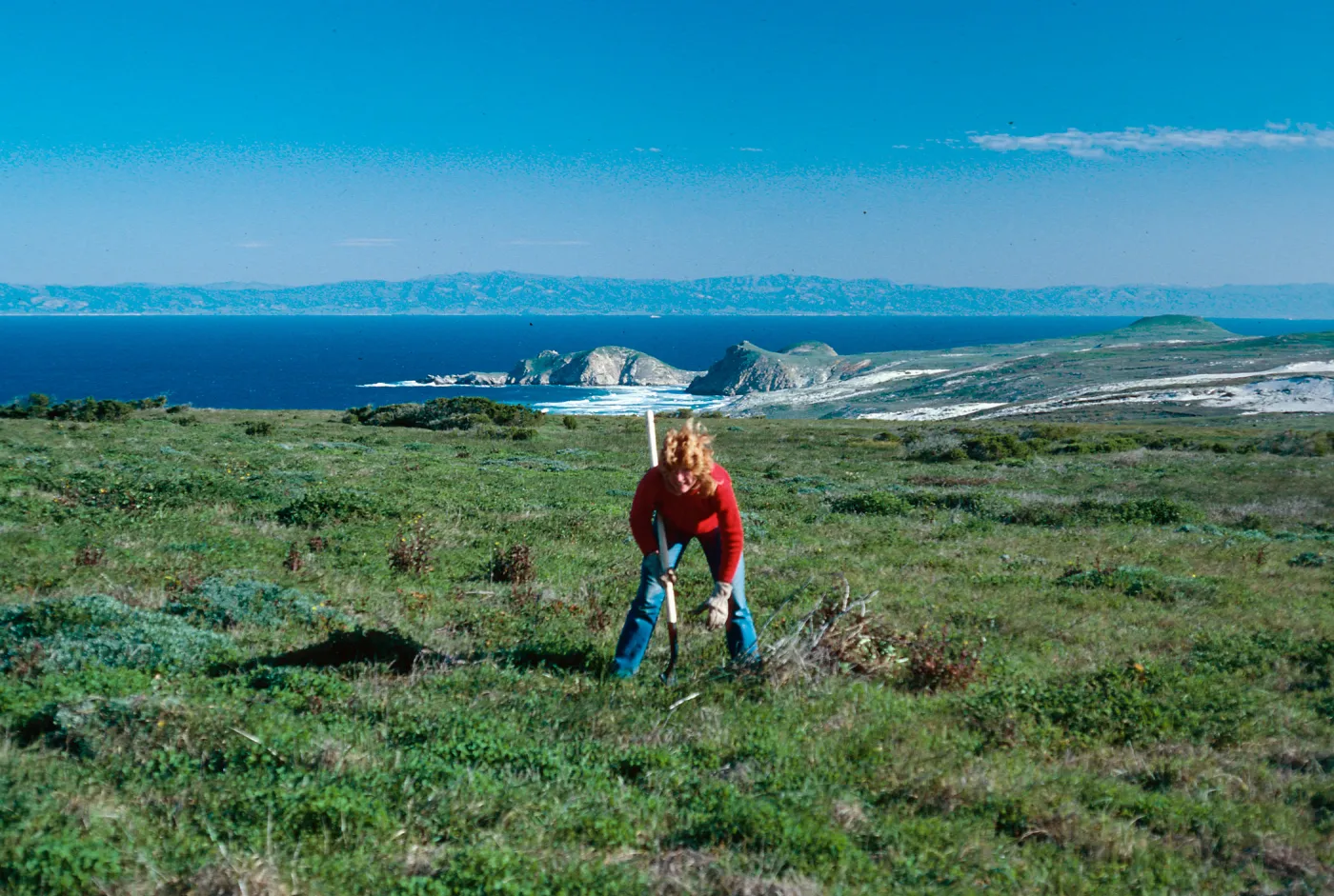 Erechtites area, West of Green Mountain, Ronie Clark, San Miguel Island