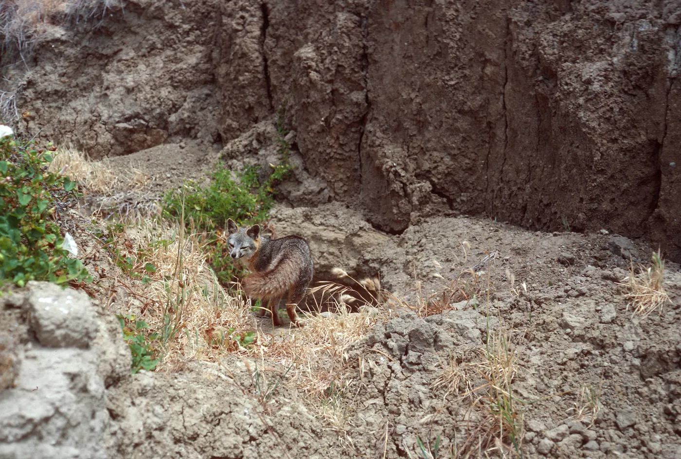 fox, Southeast Canyon, San Miguel Island
