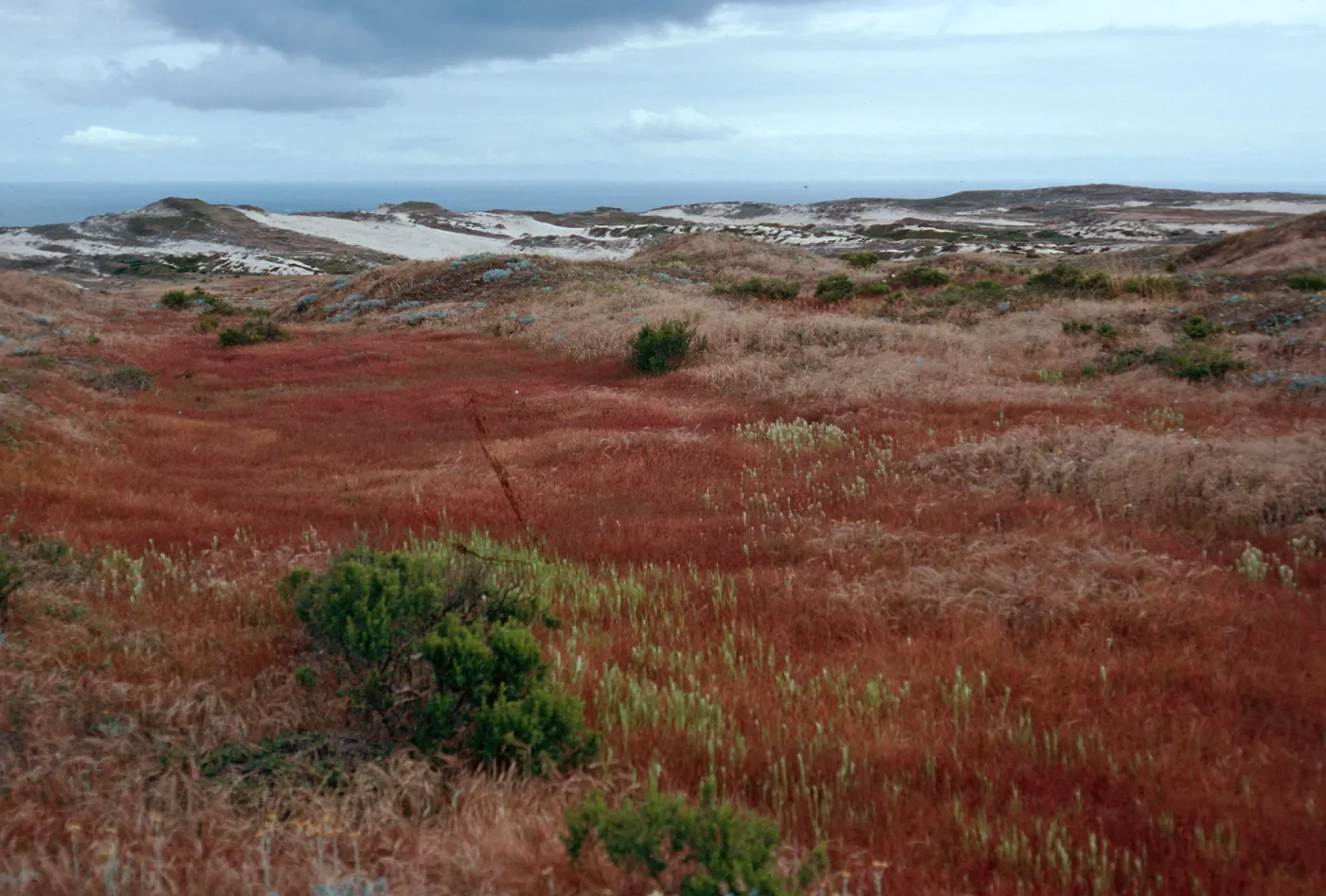 Parapholis swales, West of San Miguel Peak, San Miguel Island