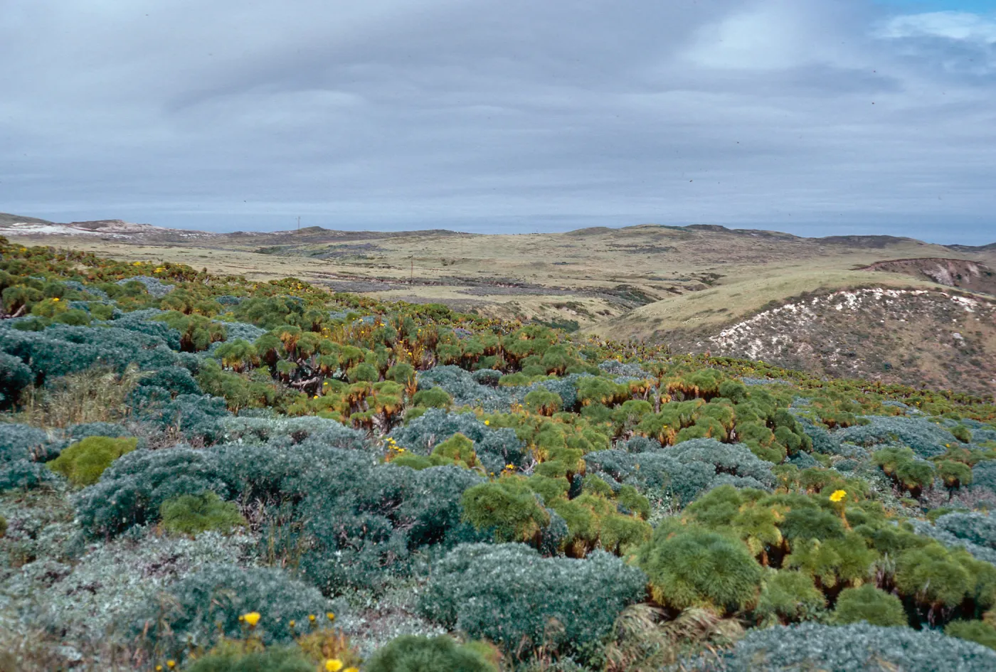 terrace community, looking West, just North of Cabrillo Monument, San Miguel Island