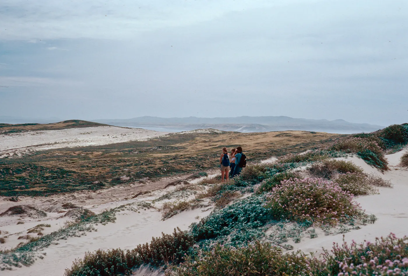 sand stripes, above East Cuyler Harbor, Santa Rosa Island is in background, San Miguel Island