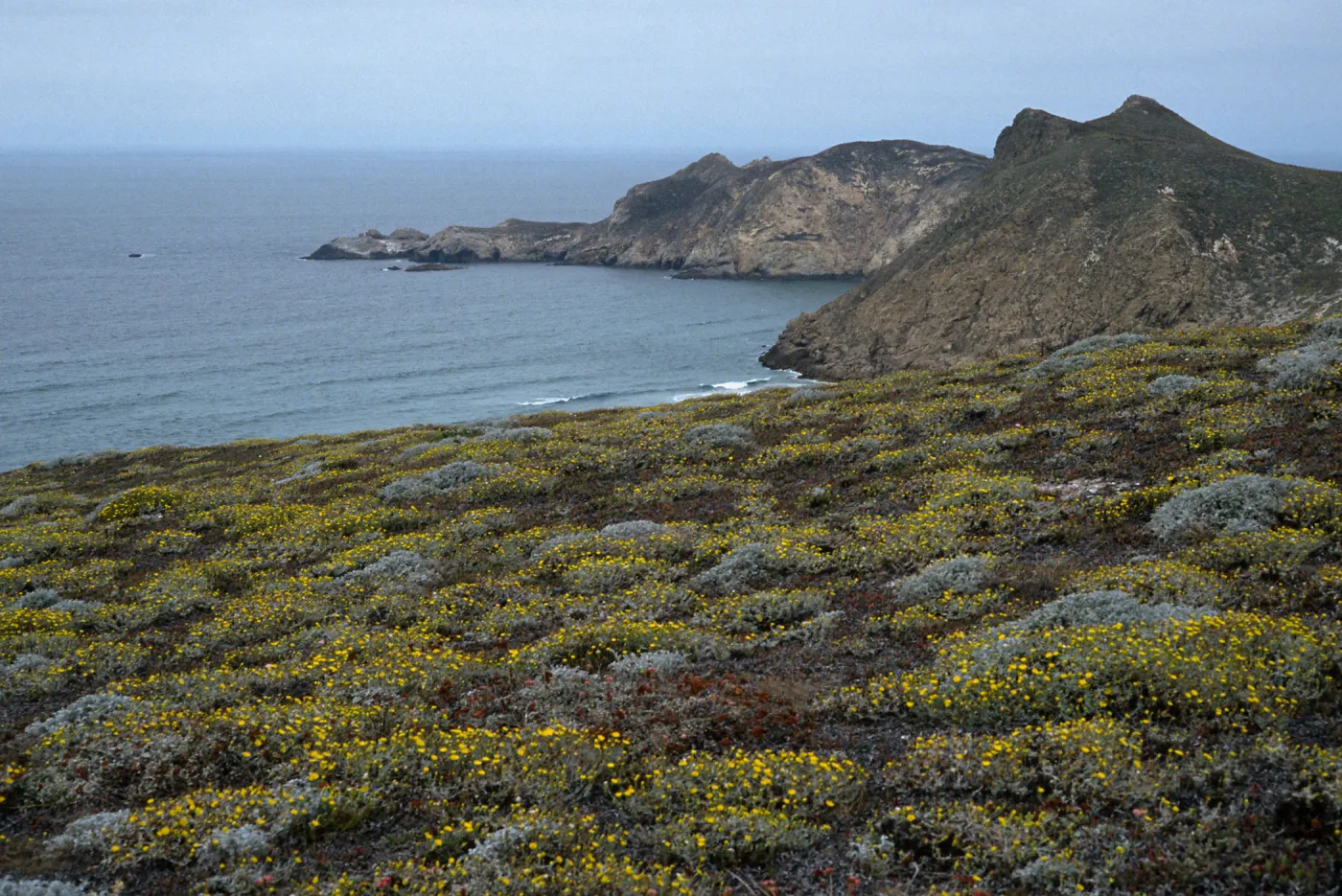 Malacothrix incana, Harris & Lester Points , San Miguel Island