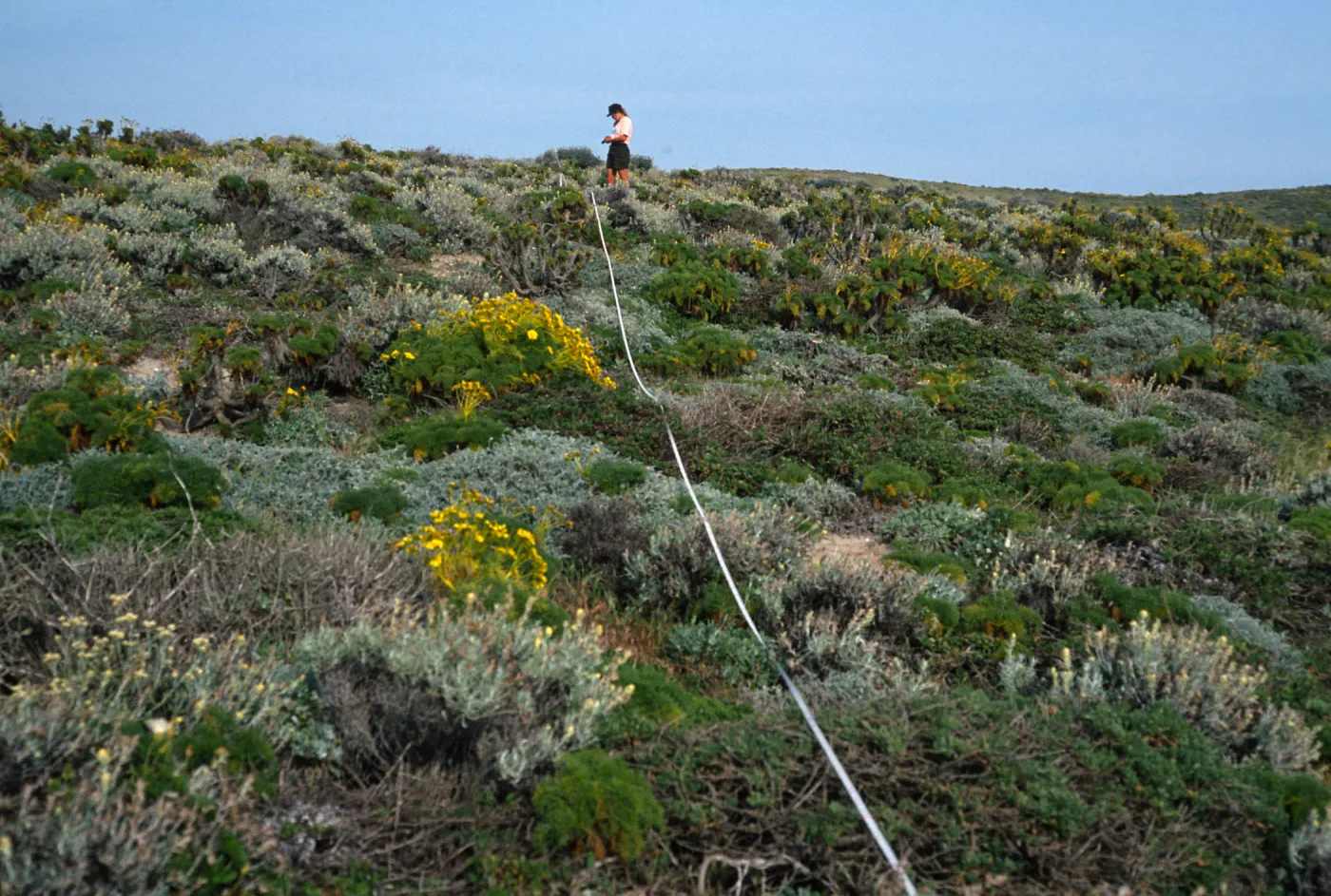 transect, San Miguel Island