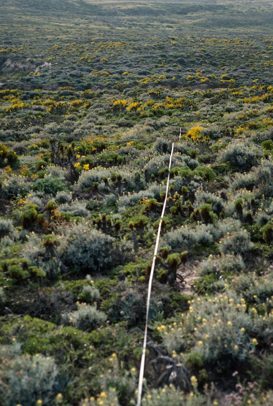 transect, San Miguel Island