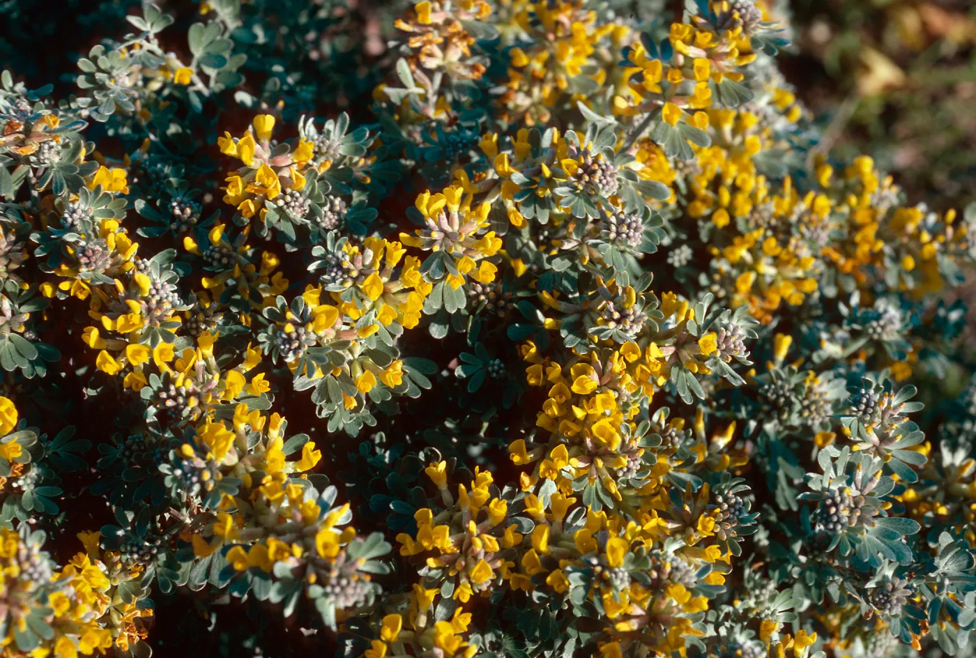 Lotus dendroideus veatchii, near Dry Lake, San MIguel Island