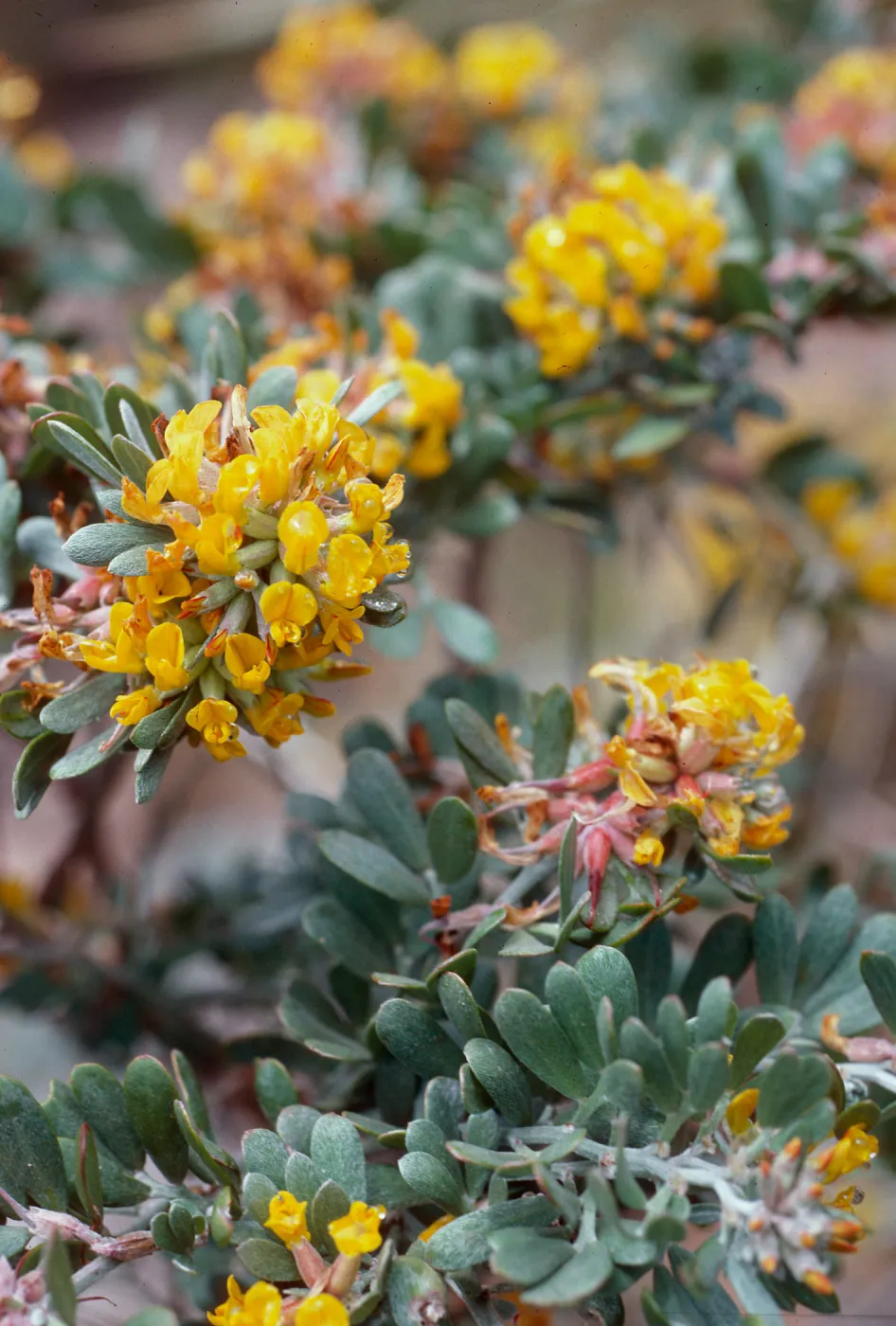 Lotus scoparius, Nidever Canyon, San MIguel Island
