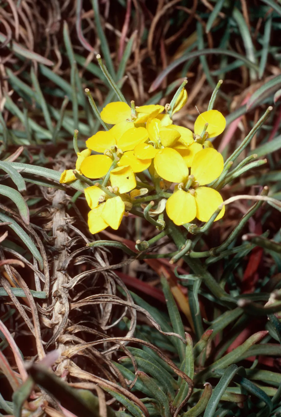 Erysium insulare, Cuyler Harbor, San Miguel Island