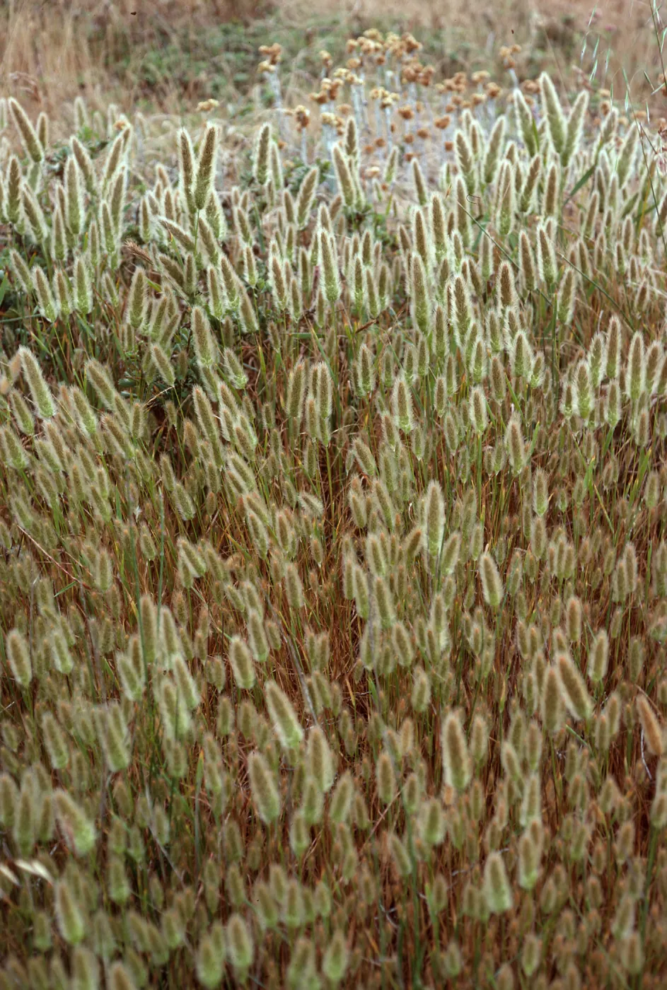 Polypogon monspeliensis, San Miguel Island