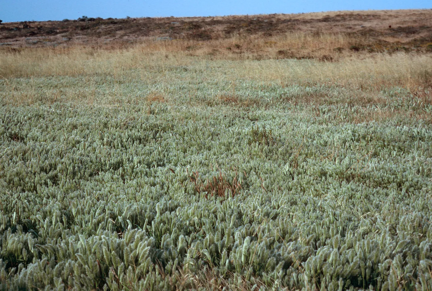 Polypogon monspeliensis, near airfield, along trail to Cardwell Point, San Miguel Island