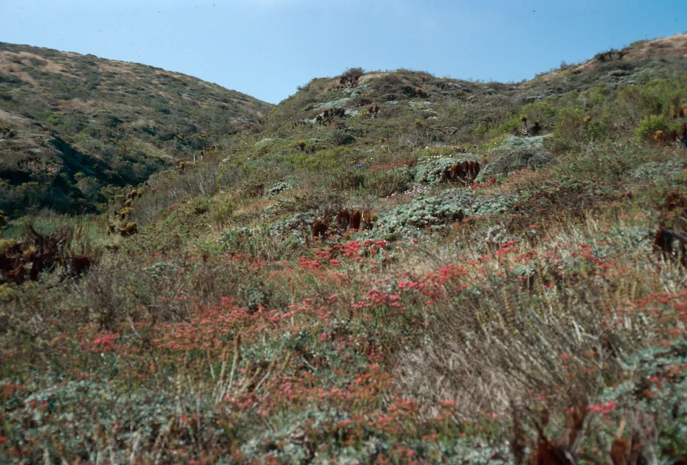 Eriogonum grande rubescens, Cañada Del Mar, San Miguel Island