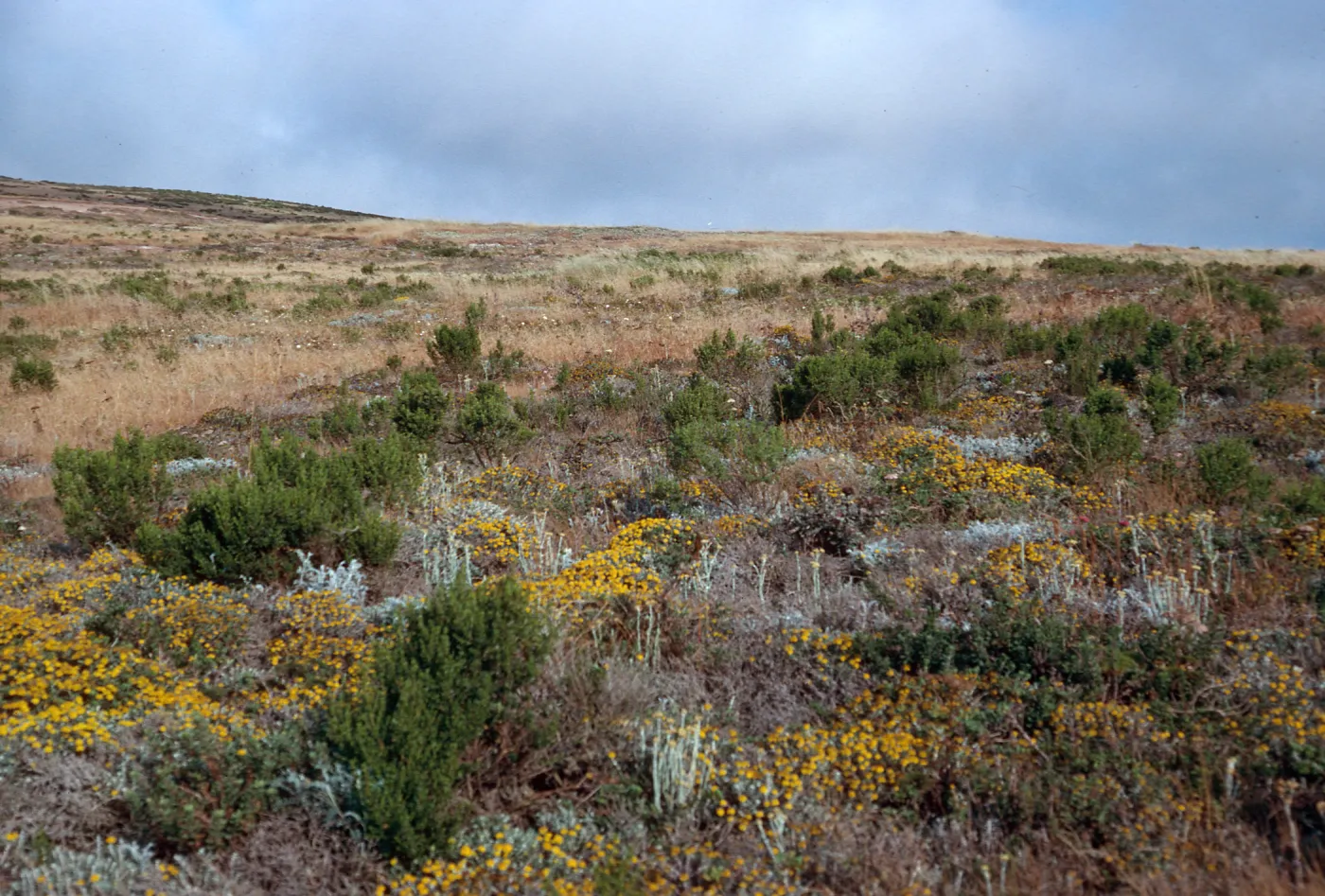 Shrubland, Eriophyllum, trail to Cardwell Point, San Miguel Island