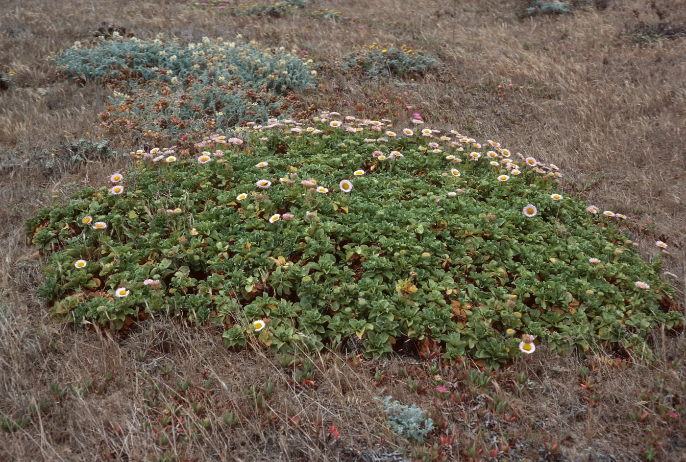 Erigeron glaucus, West of Green Mountain, San Miguel Island
