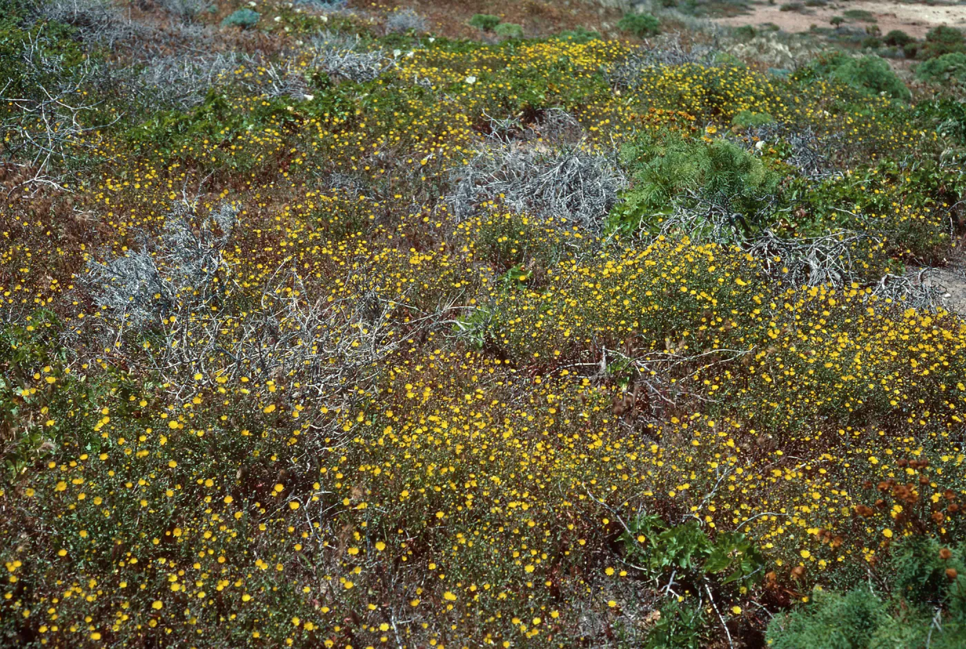 Malacothrix polycephala, West of NAVFAC, North side, San Nicolas Island
