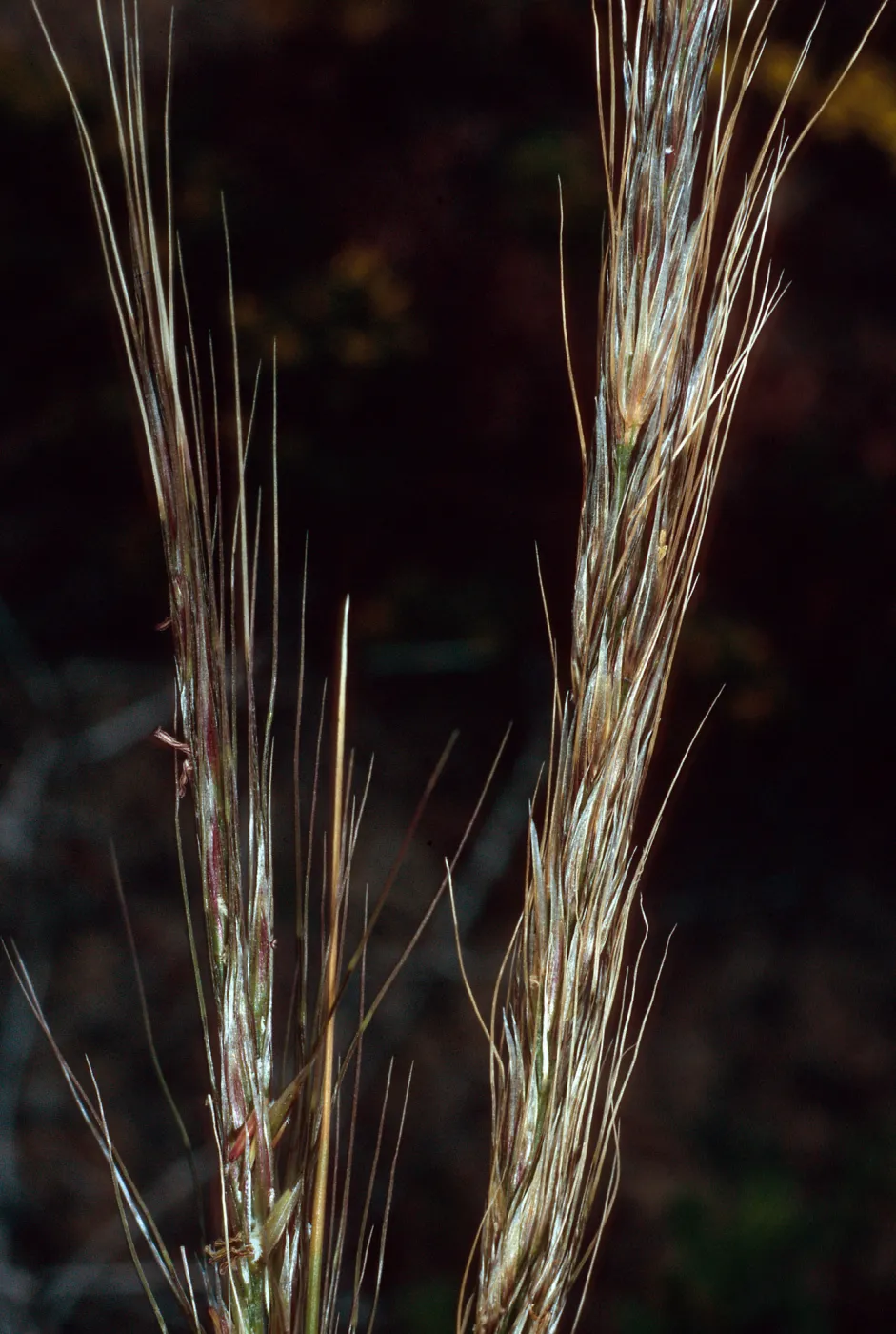 Achnatherum diegoense, base of NAVFAC grade, San Nicolas Island