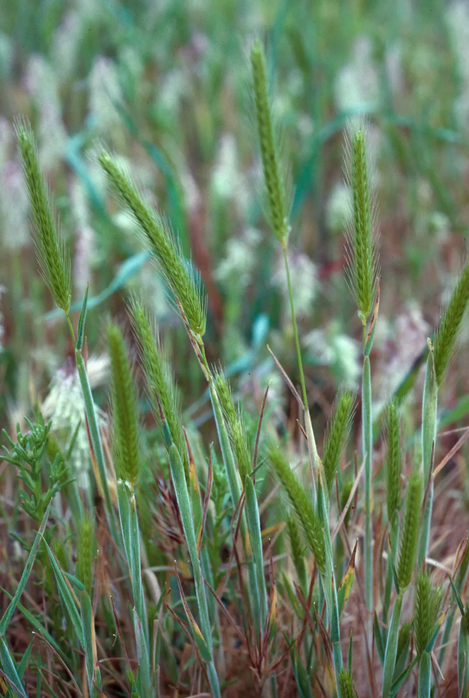 Hordeum intercedens, SN-1660, Northeast coastal flats, San Nicolas Island