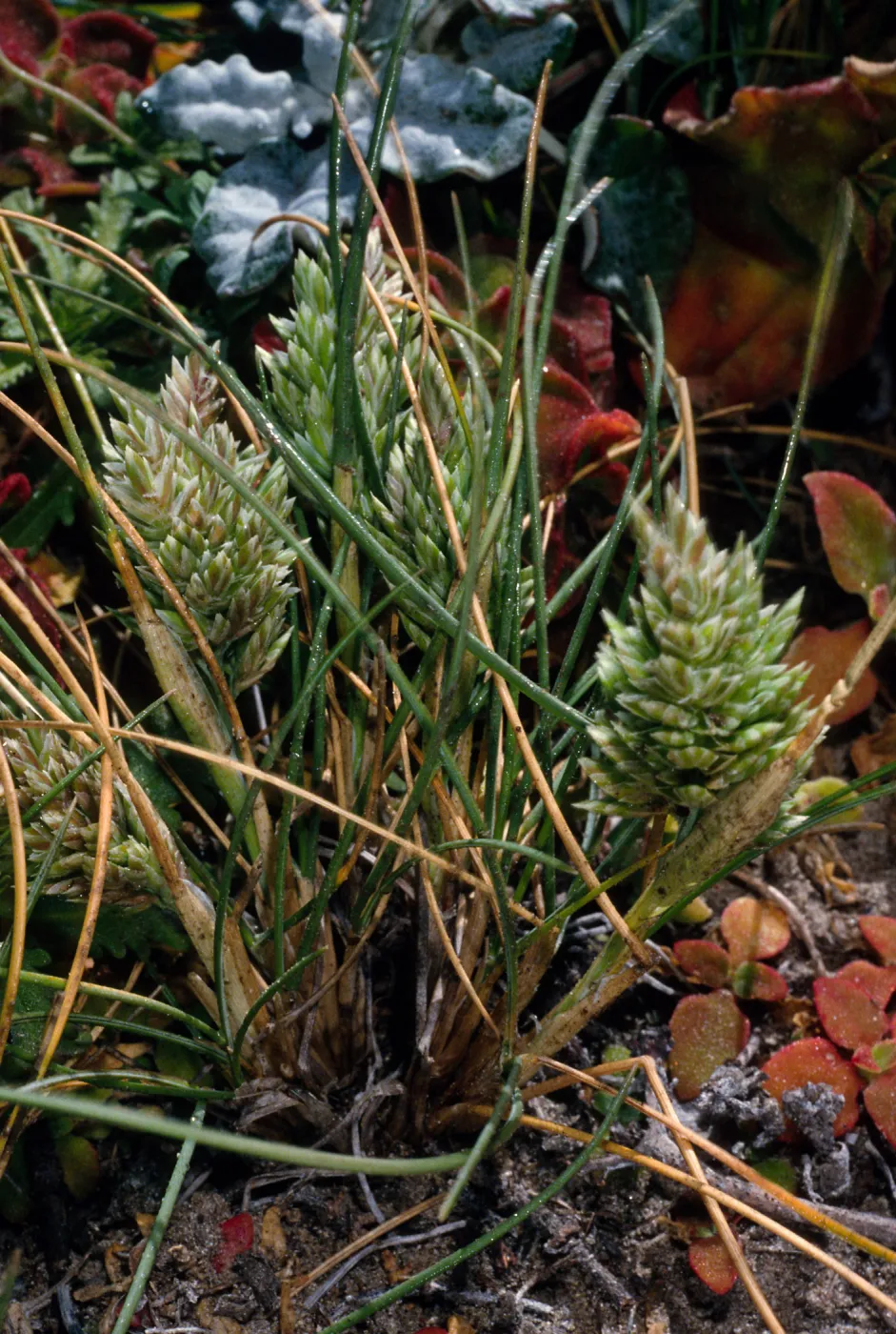 Poa douglasii, SR-568, Carrington Point, Santa Rosa Island