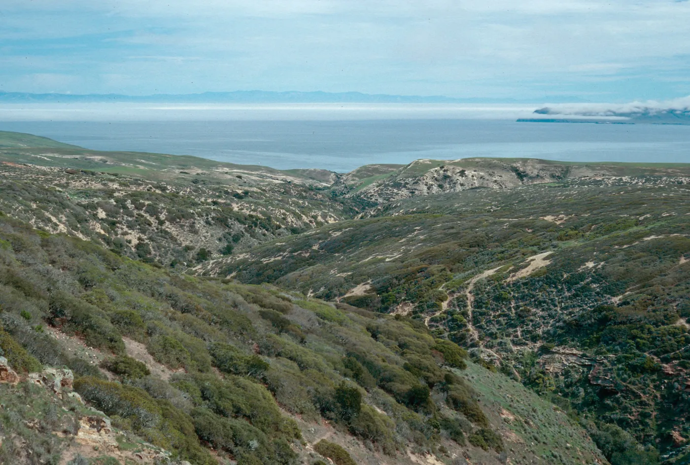 upper Cherry Canyon, West end of Santa Cruz Island, Santa Rosa Island